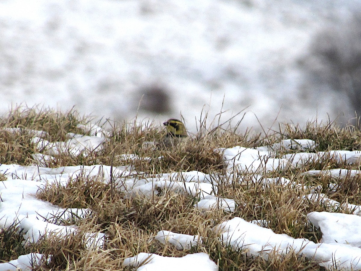 Horned Lark - ML523216771