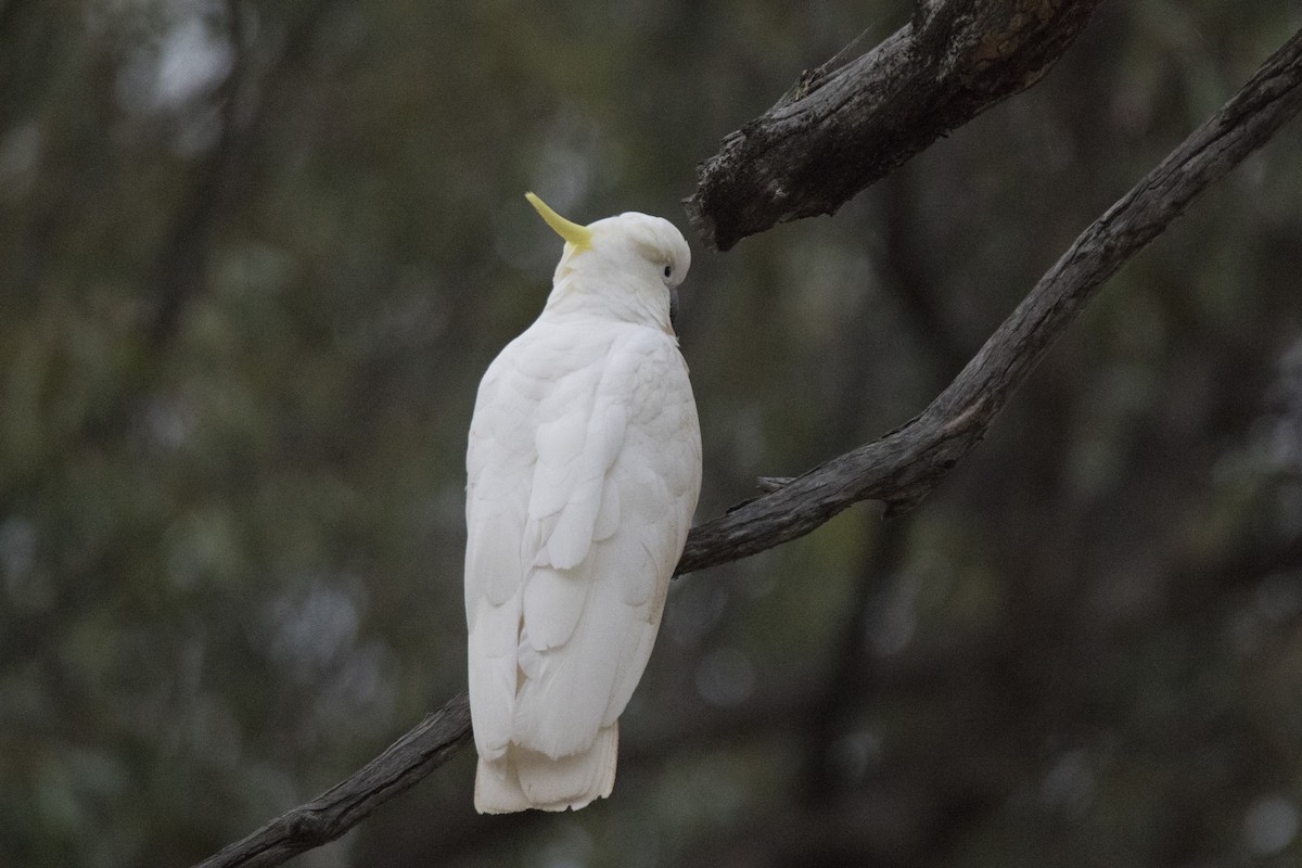 Sulphur-crested Cockatoo - ML523216881