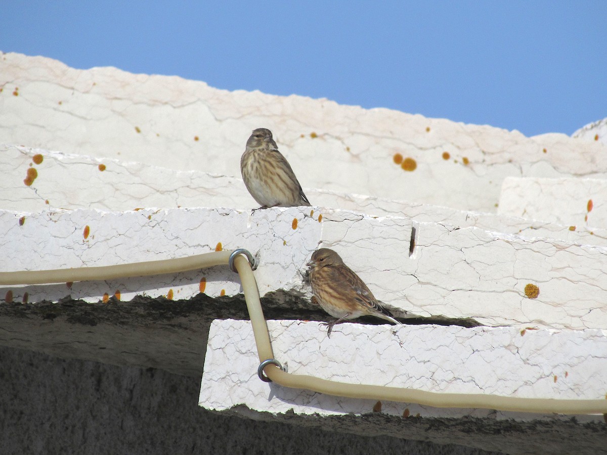 Eurasian Linnet - Pietro Melandri