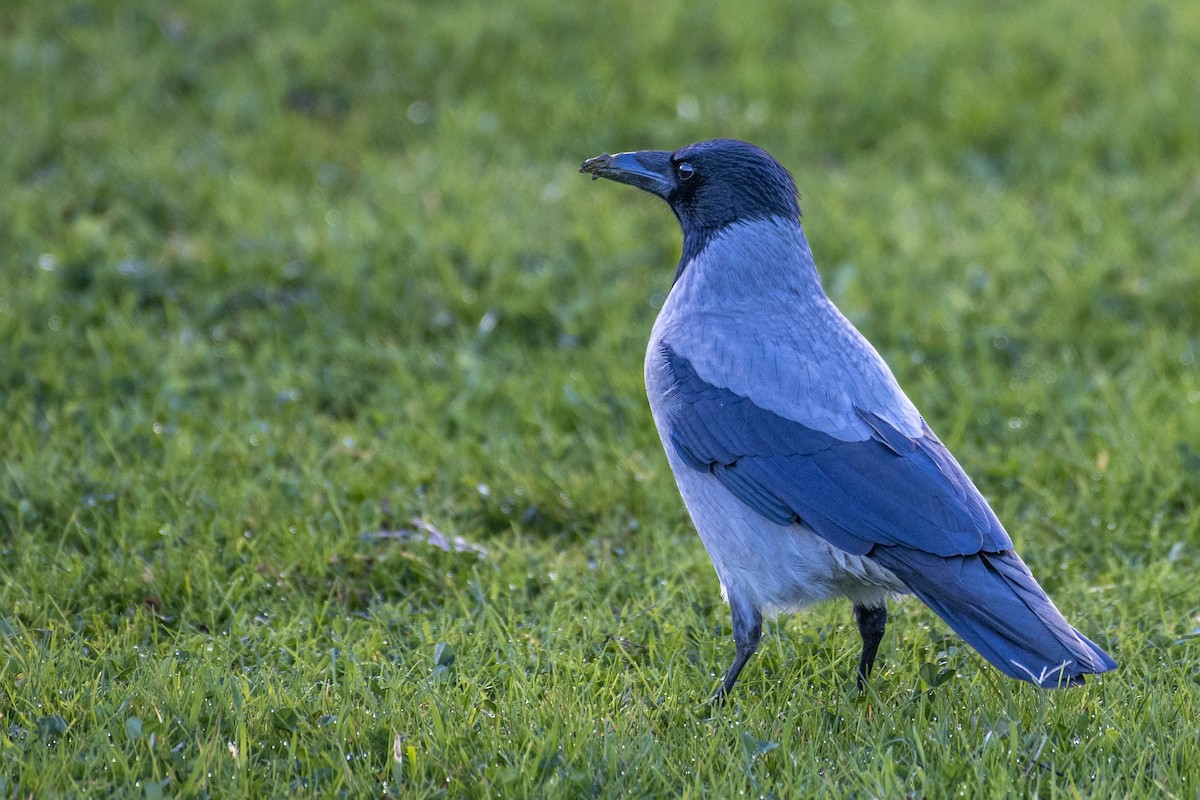 Hooded Crow - ML523219561