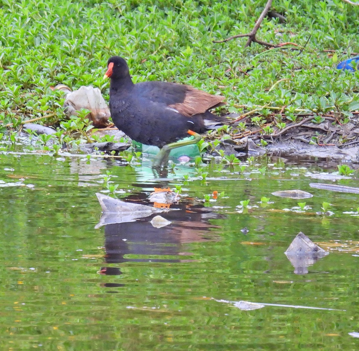 Common Gallinule - ML523220631