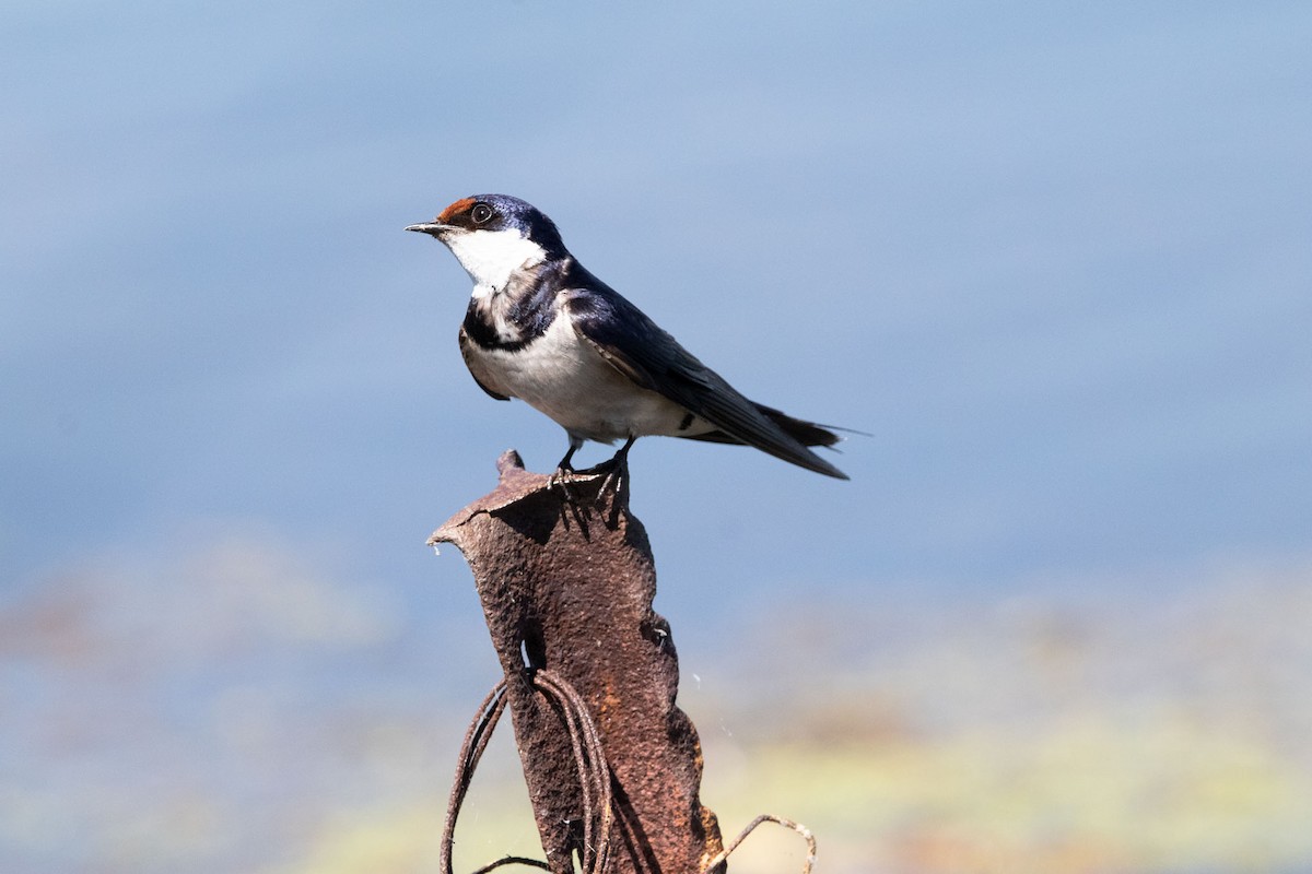 White-throated Swallow - ML523220651