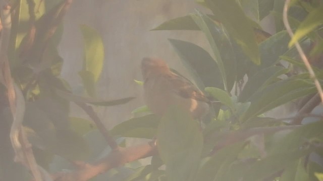 House Sparrow - ML523221151