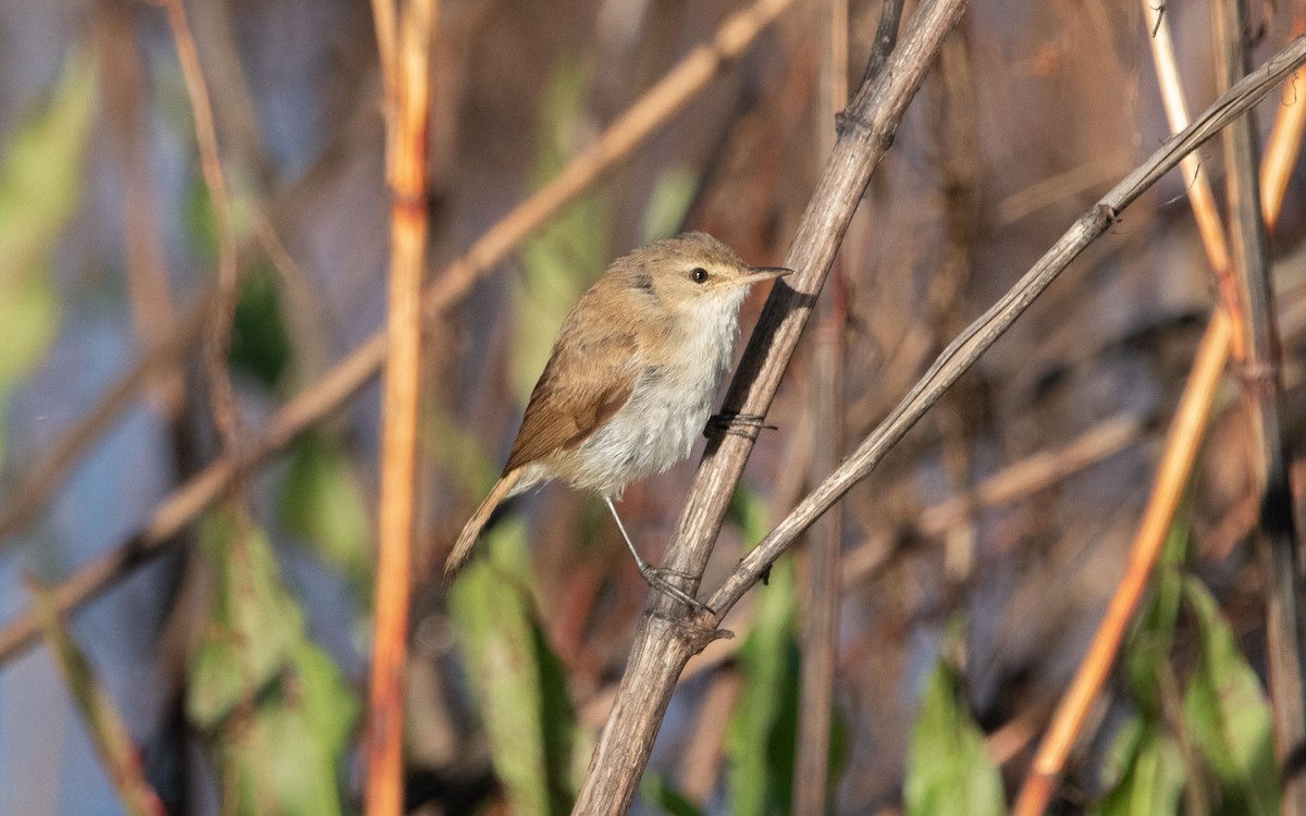 Lesser Swamp Warbler - ML523221651