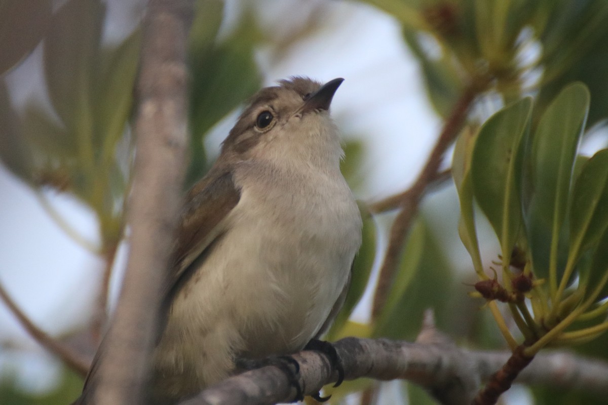 Little Bronze-Cuckoo (Little) - ML523221921