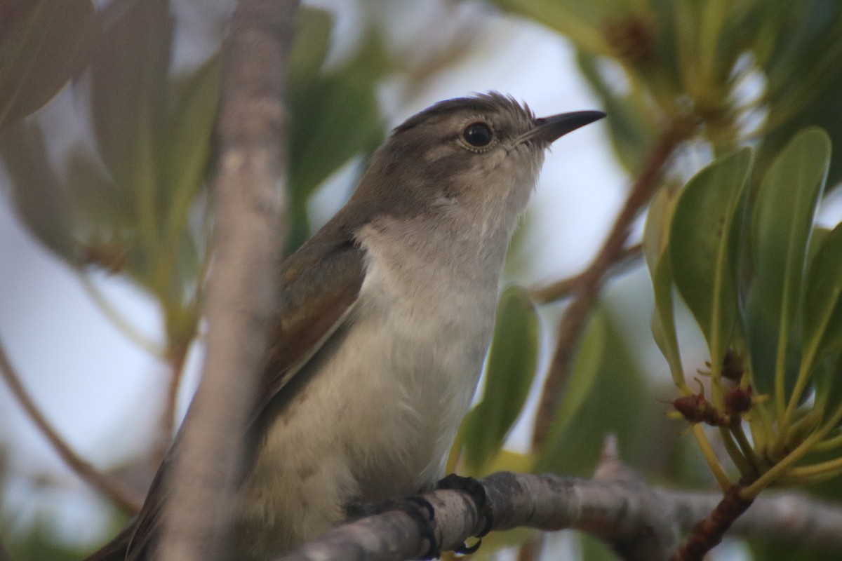 Little Bronze-Cuckoo (Little) - ML523221931