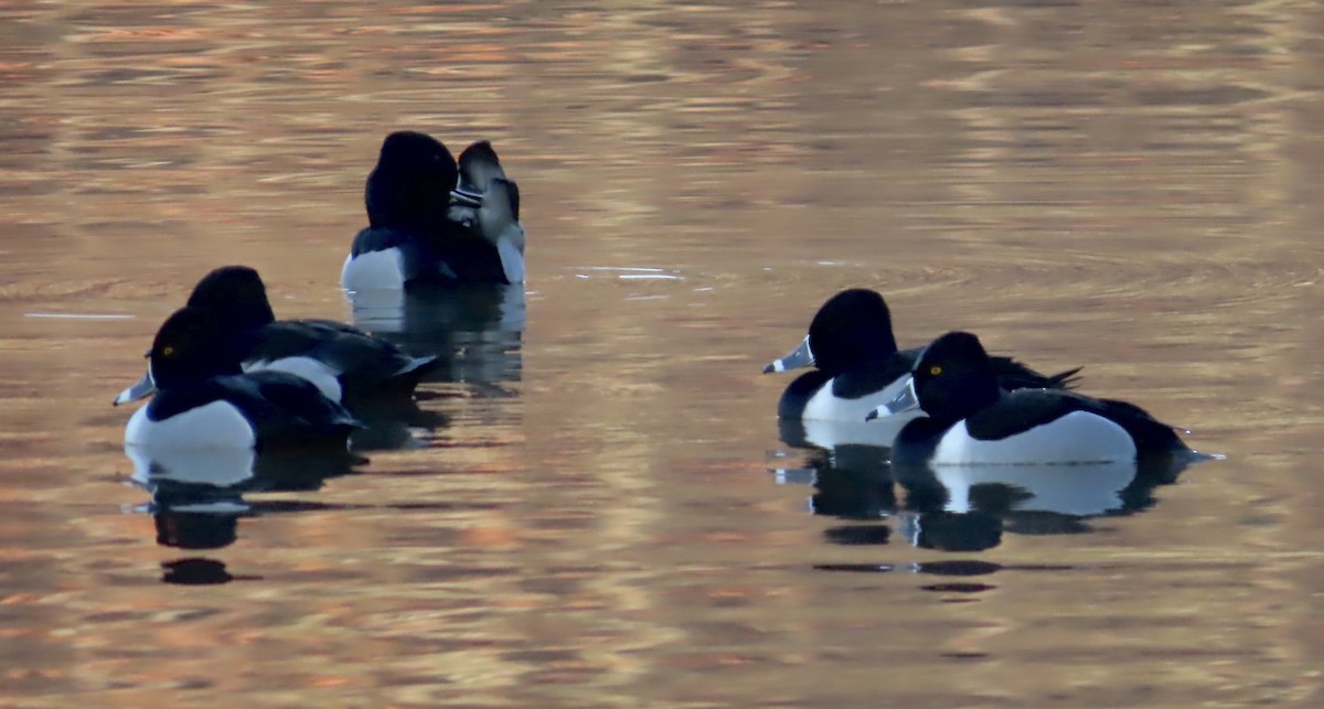 Ring-necked Duck - ML523222051