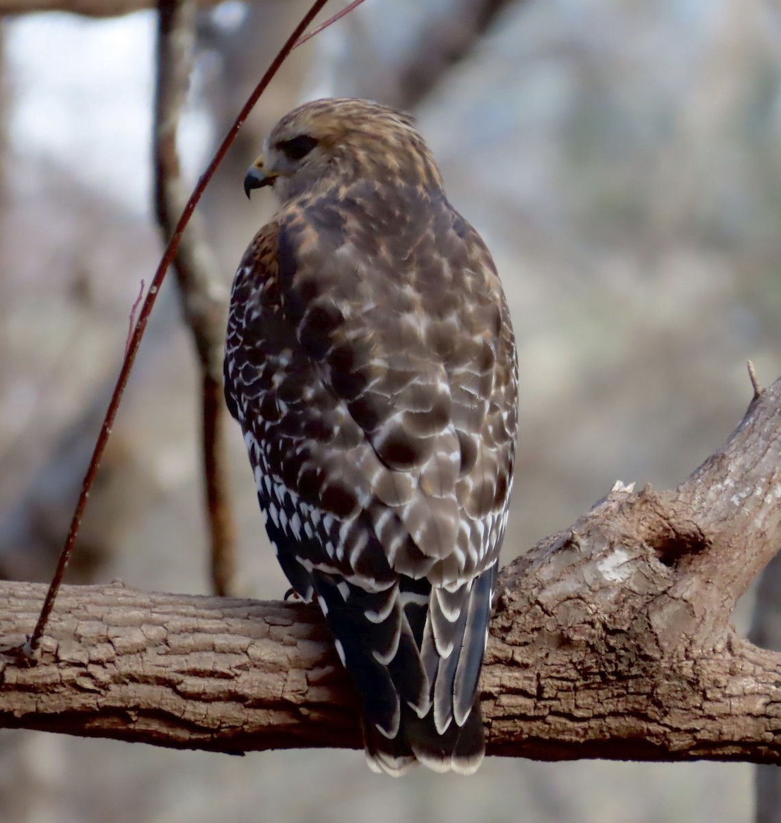 Red-shouldered Hawk - ML523222111