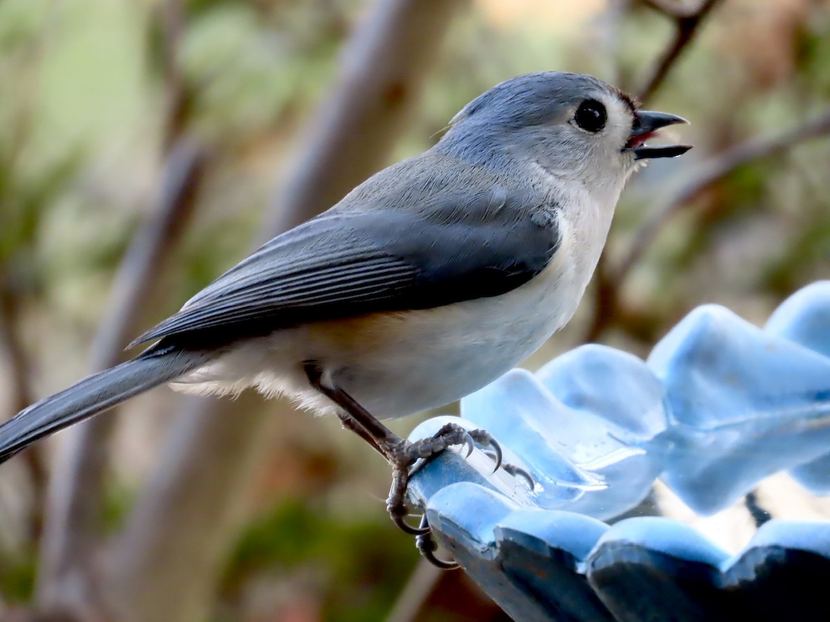 Tufted Titmouse - Lawrence Zoller
