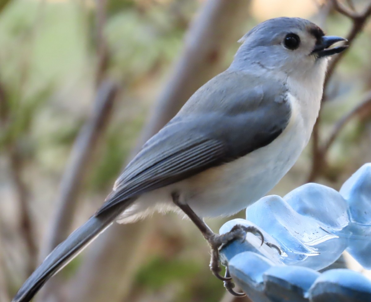 Tufted Titmouse - ML523222191