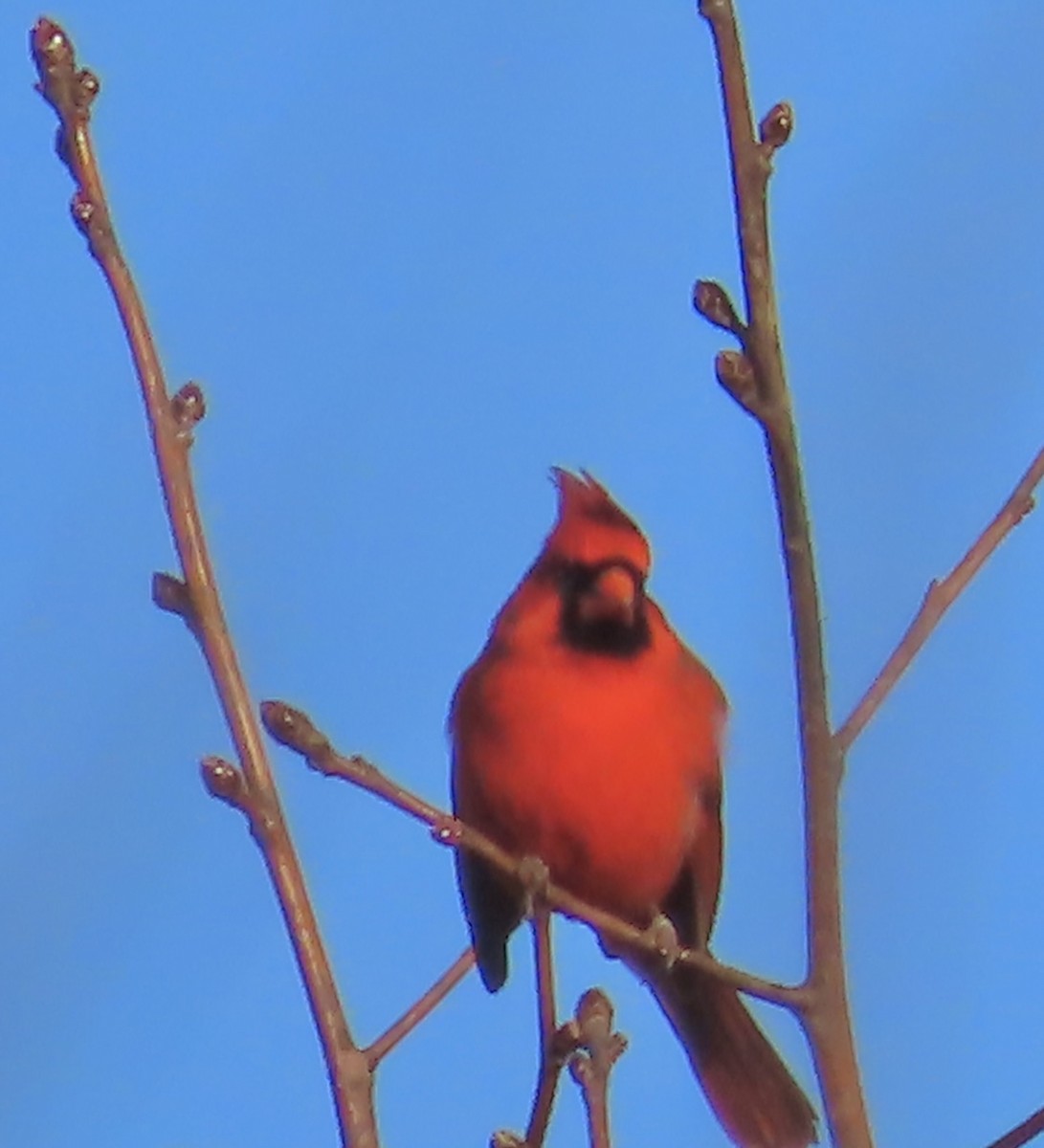 Northern Cardinal - ML523222331