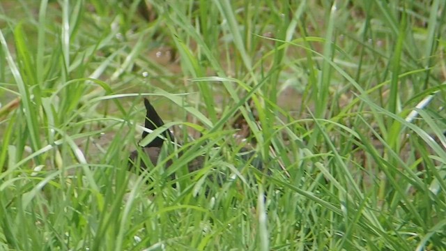 Kara Afrika Yelvesi - ML523223711