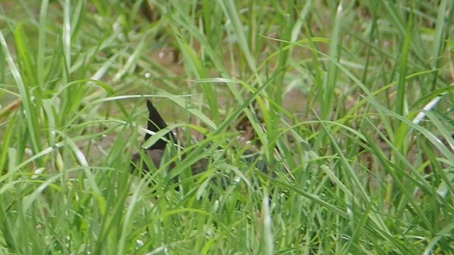 Black Crake - ML523223711