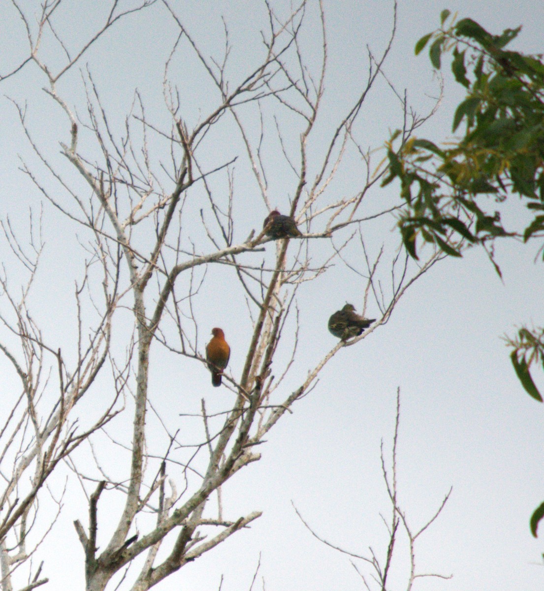 Cinnamon-headed Green-Pigeon - Noyu Aida