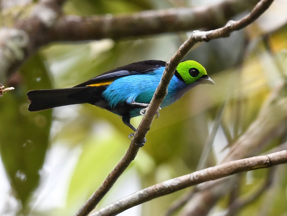 Paradise Tanager - ML523226171
