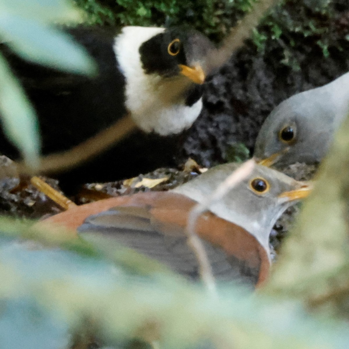 Chestnut Thrush - ML523226971