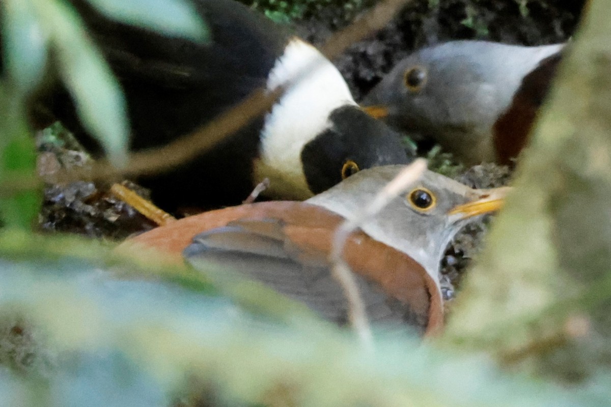 Chestnut Thrush - ML523226981