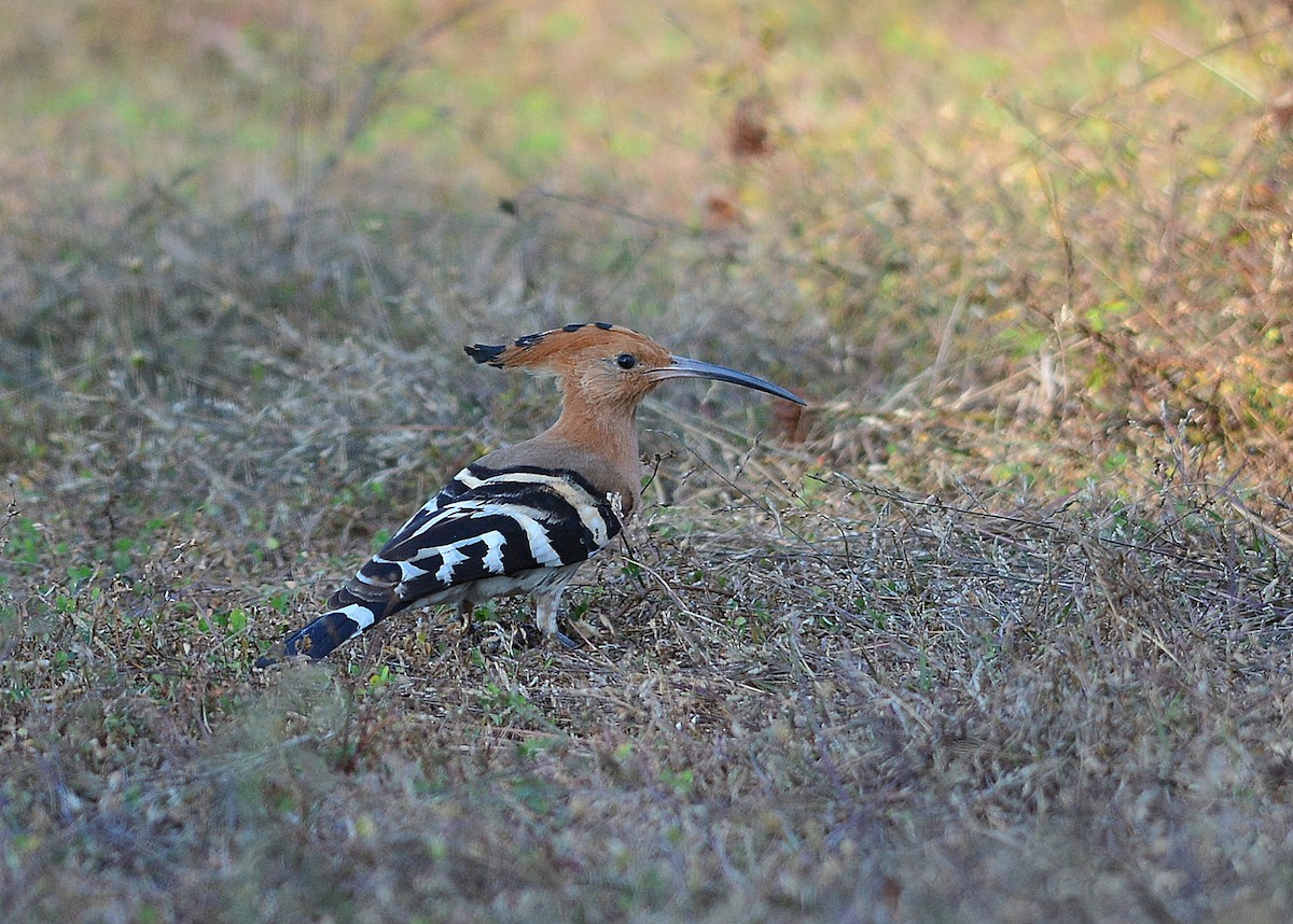 Eurasian Hoopoe - ML523227051