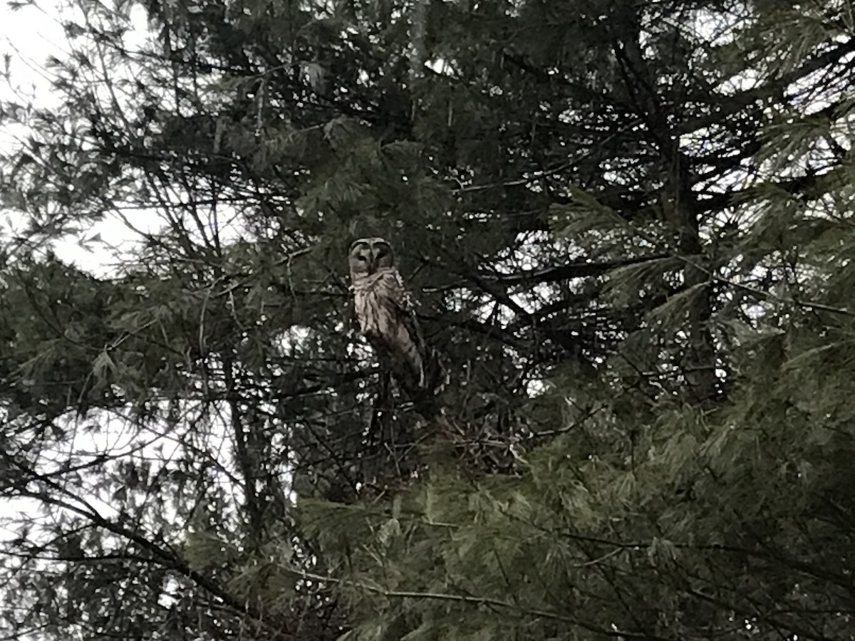 Barred Owl - ML523227561