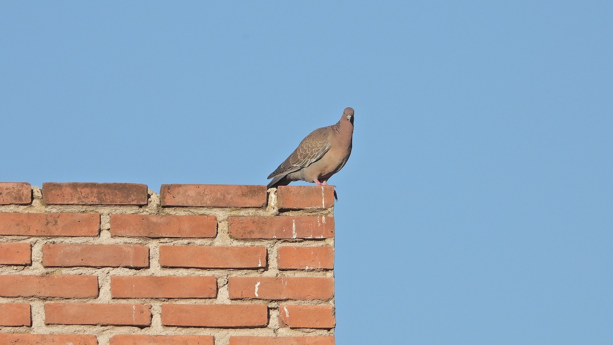 Pigeon picazuro - ML523228681