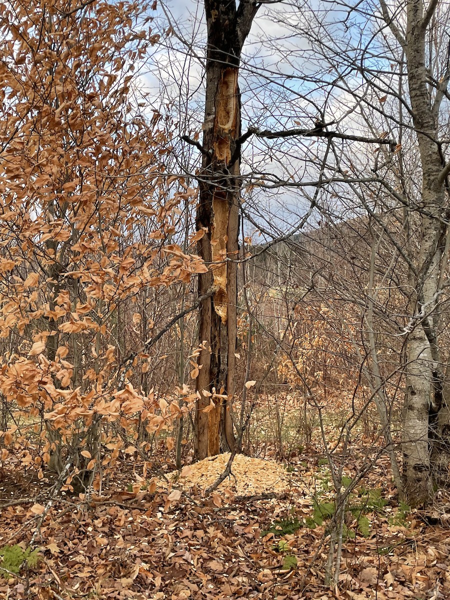 Pileated Woodpecker - ML523228721