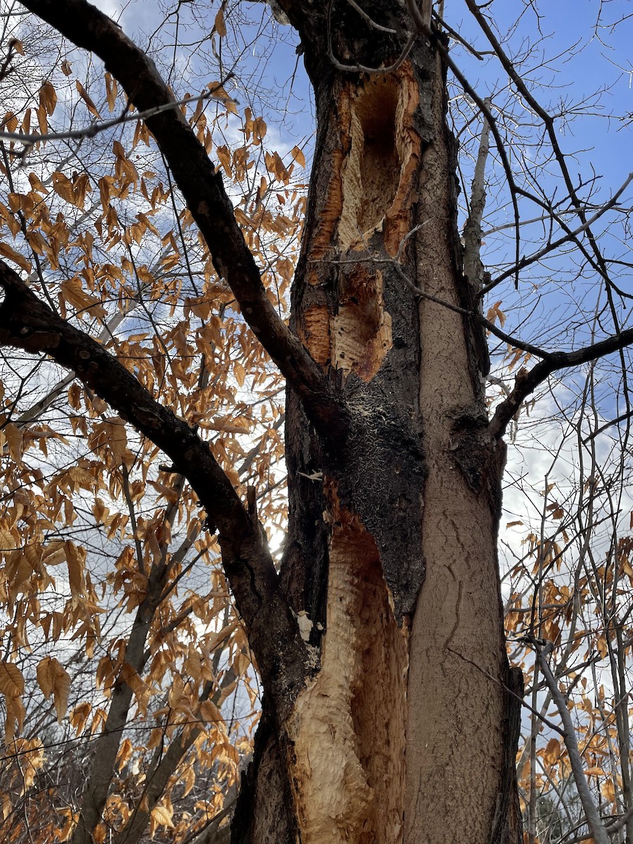 Pileated Woodpecker - ML523228731