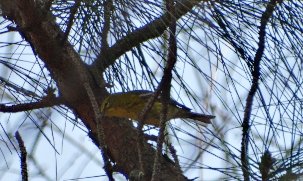 Pine Warbler - ML52322891