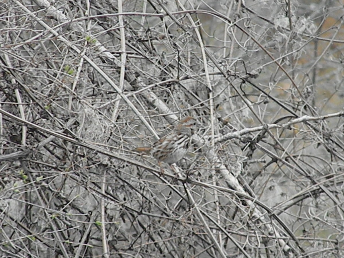 Song Sparrow - Sean Cozart