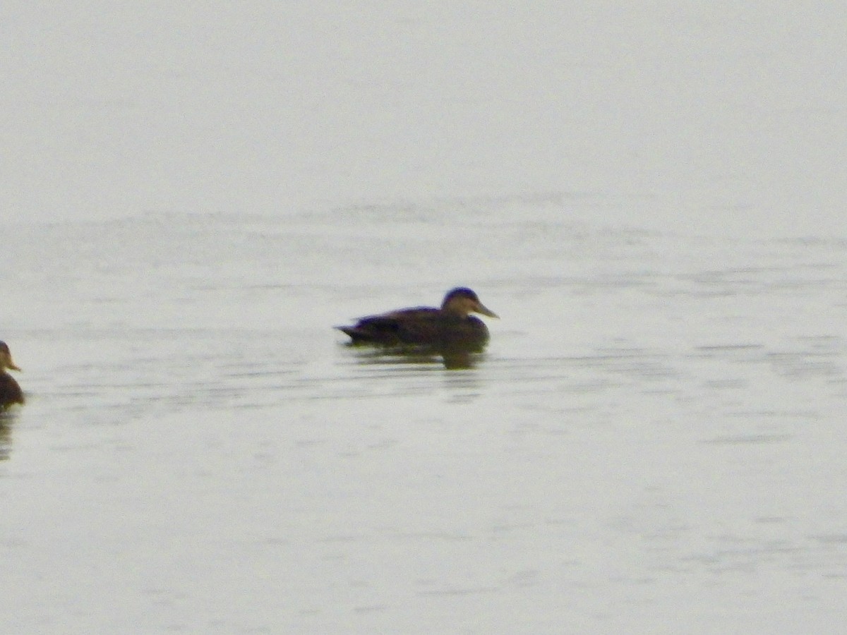 rødfotand - ML523232531