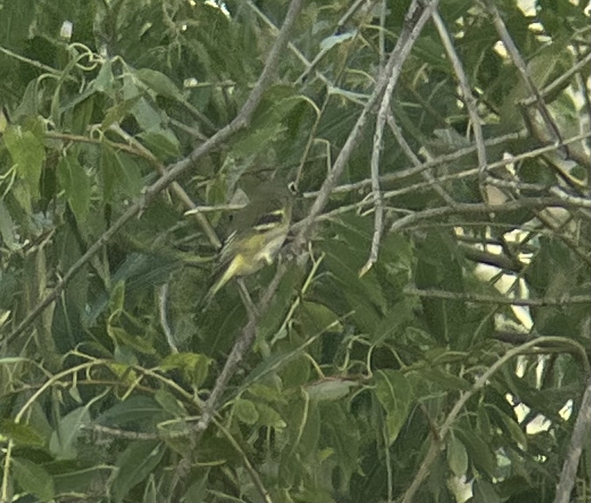 Vireo Solitario - ML523234191