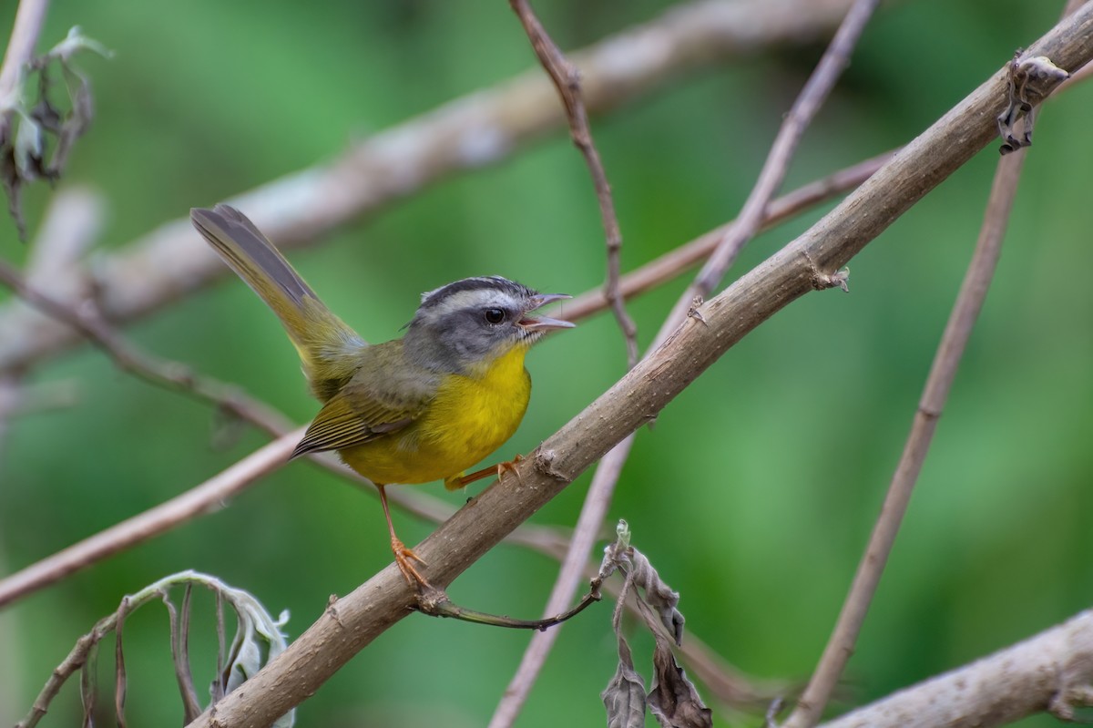 Golden-crowned Warbler - ML523235031