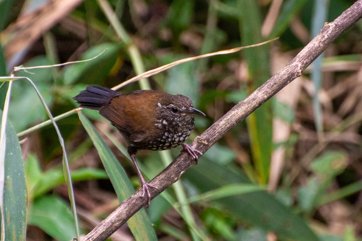 Sharp-tailed Streamcreeper - ML523235501