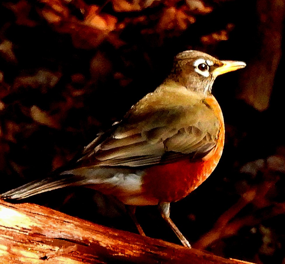 American Robin - ML523235521