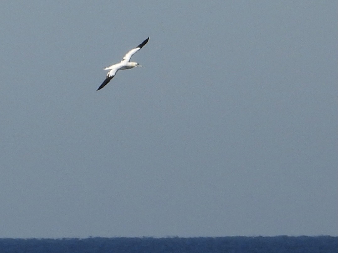 Northern Gannet - ML523237011