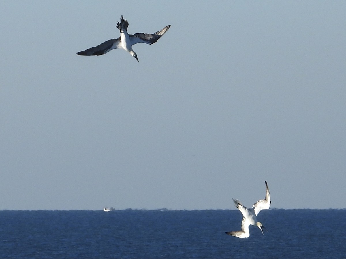 Northern Gannet - ML523237021