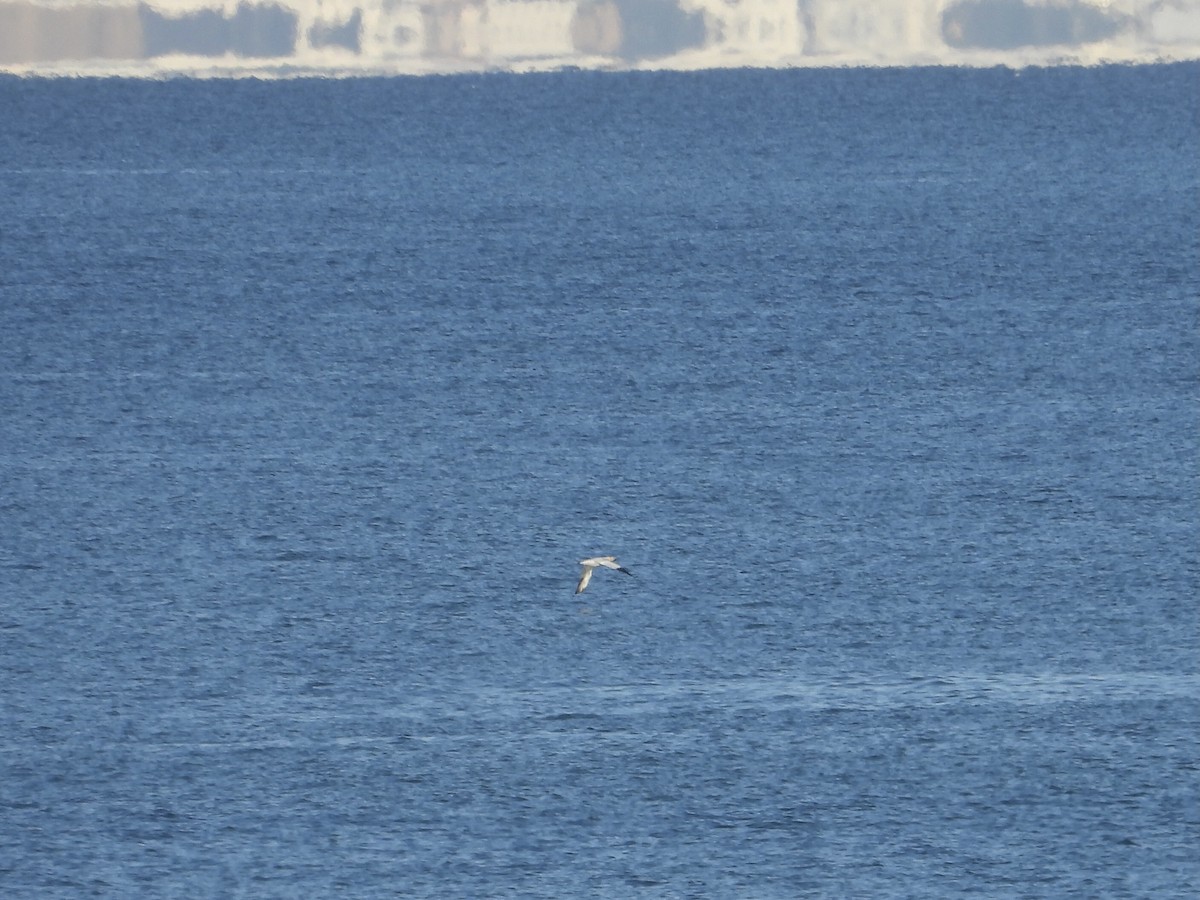 Northern Gannet - ML523237031