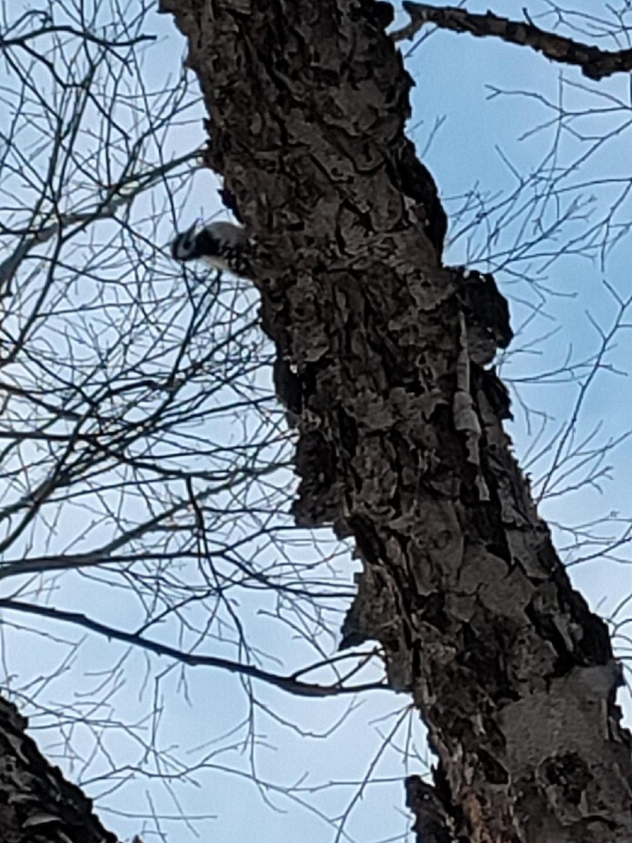 Hairy Woodpecker - ML523237041