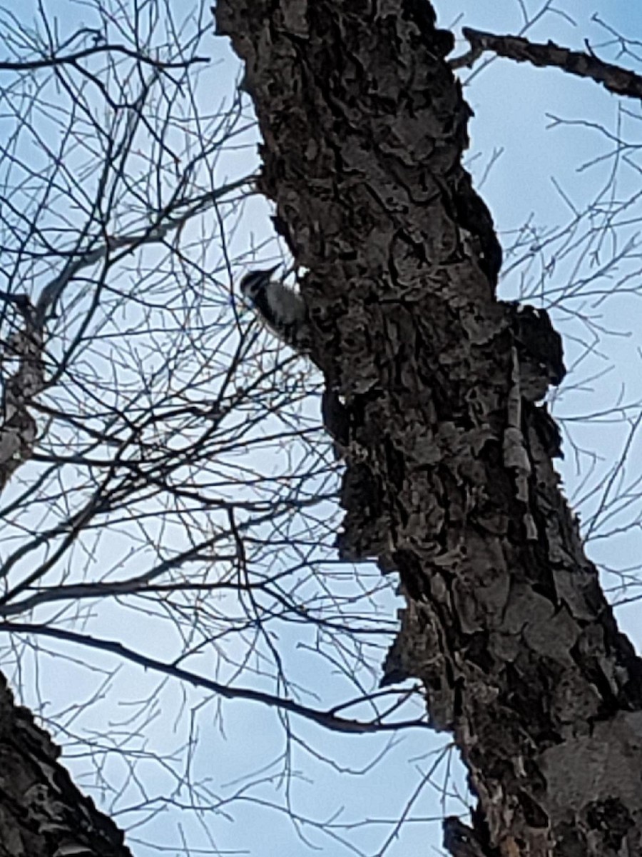 Hairy Woodpecker - ML523237091