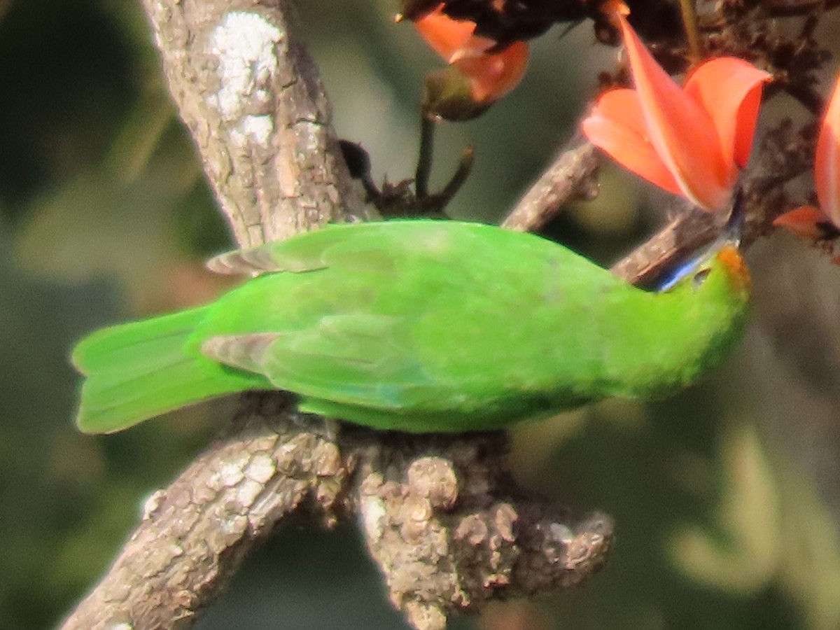 Golden-fronted Leafbird - Linda Walsh