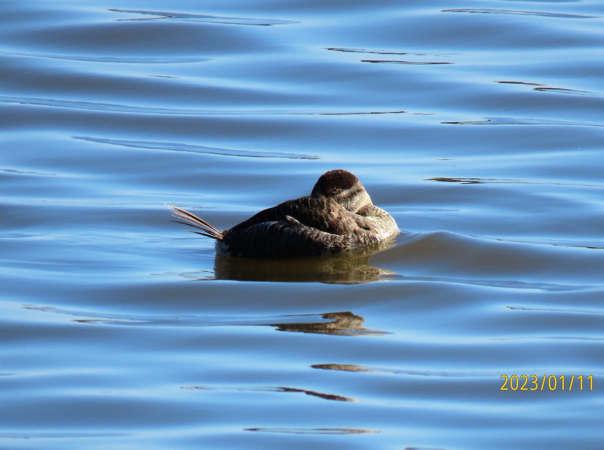 Ruddy Duck - Ken Spilios