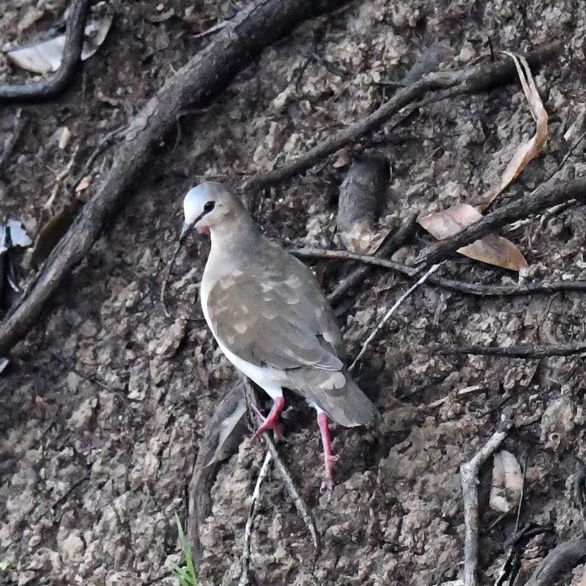 Gray-fronted Dove - ML523239451