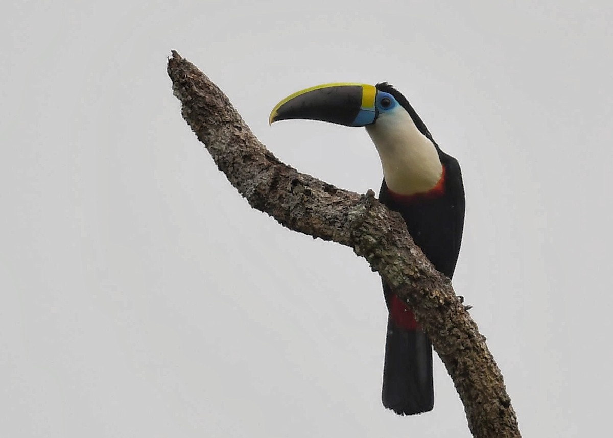 White-throated Toucan - ML523239961