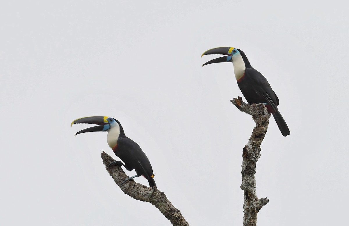 White-throated Toucan - ML523239971