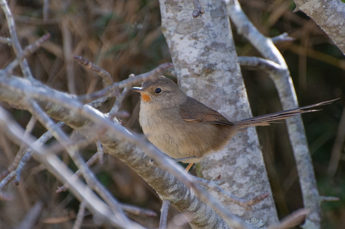 Itatiaia Spinetail - Marcos Eugênio Birding Guide