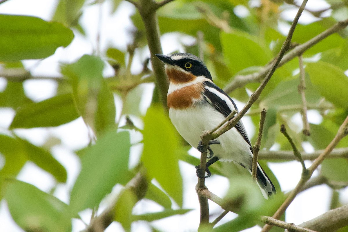 Pale Batis - ML523240241