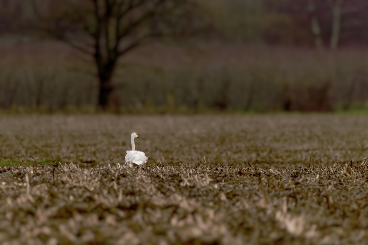 Whooper Swan - ML523240501