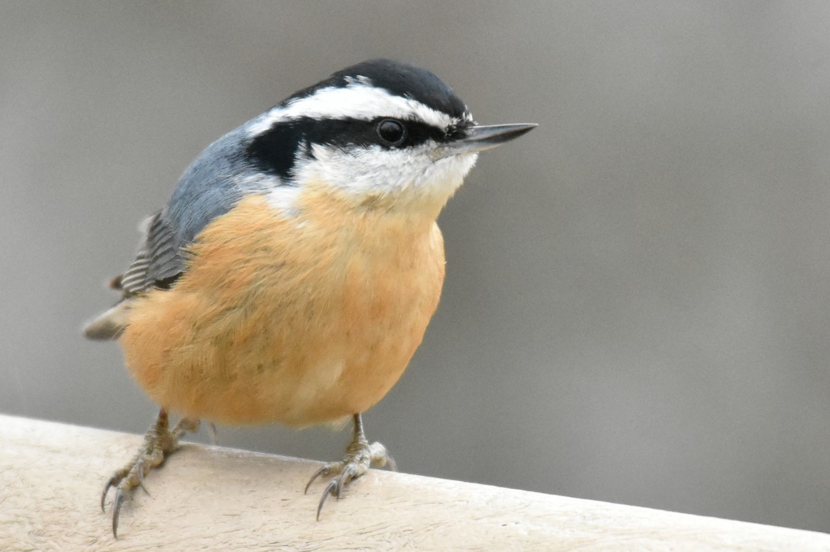 Red-breasted Nuthatch - ML523242701