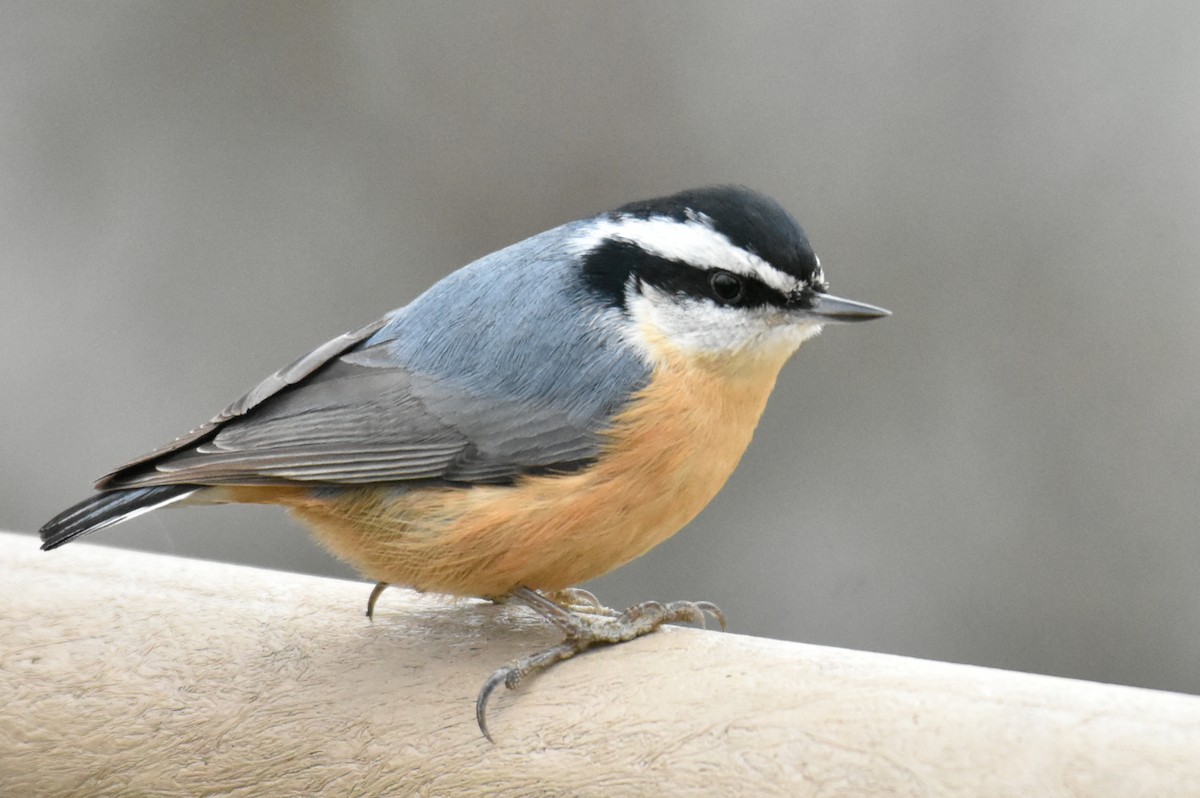 Red-breasted Nuthatch - ML523242711