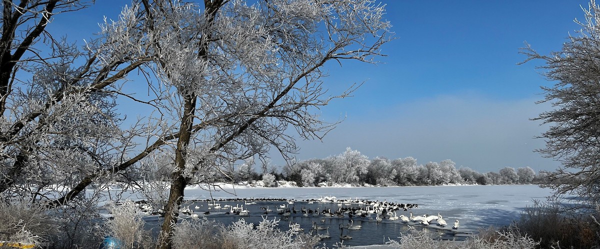 Trumpeter Swan - ML523243381