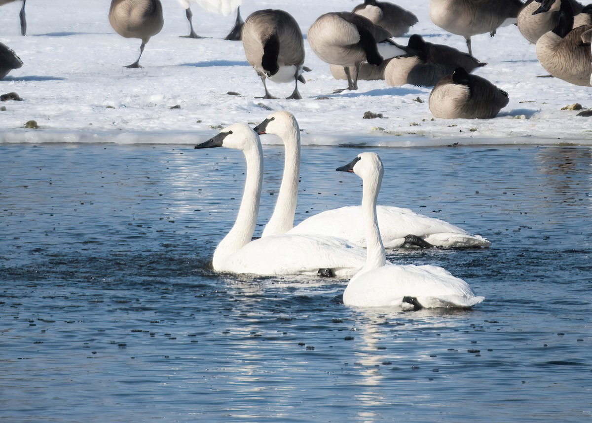 Trumpeter Swan - ML523243391